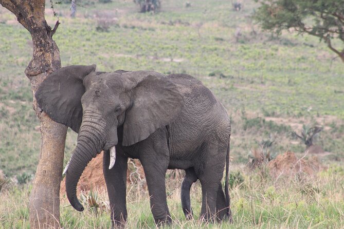 Ultimate Uganda Luxury Safari - 14 Days - Chimpanzee Tracking Adventure