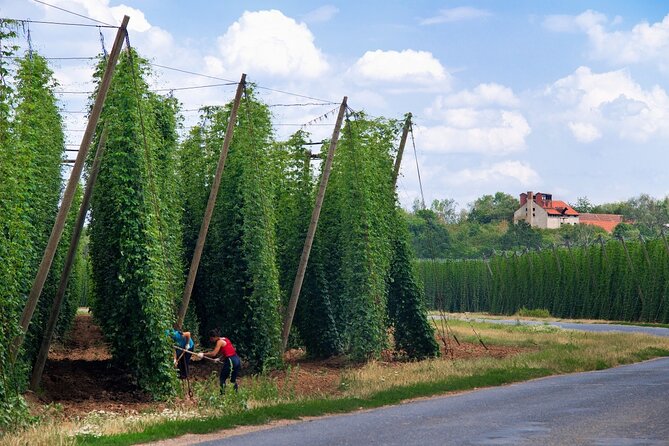 UNESCO ŽAtec the Town Where Beer Is at Home Day Trip - Key Details