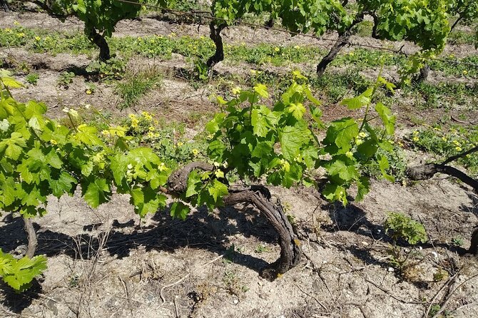Unveiling Wine Secrets: Exclusive Tour With the Winemaker - Tour Logistics and Start Time