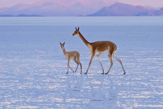 Uyuni Salt Flats 2-Day Tour From La Paz by Flight - Directions and Location