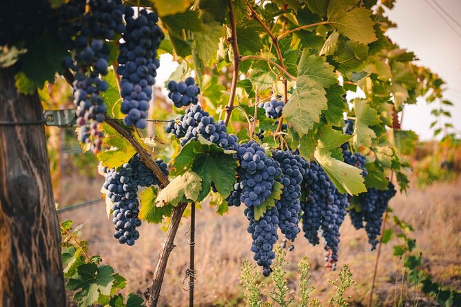Vesuvio Winery Wine Tasting With Lunch or Aperitif - End Point