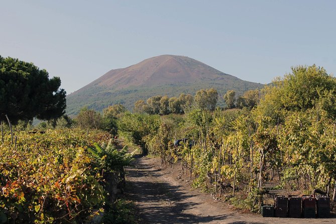 Vesuvius, Pompeii (Private Guide),Vineyards and Winery Tour, Lunch Wine Taste . - Tour Highlights and Inclusions