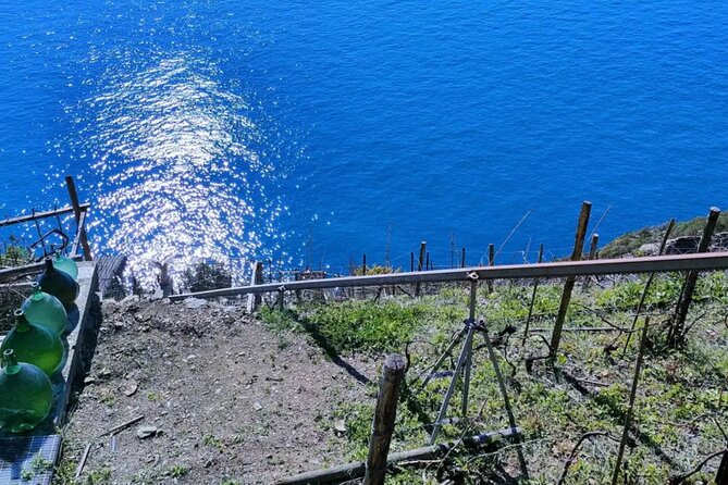 Vineyard Tour With Wine Tasting in Cinque Terre - Whats Included