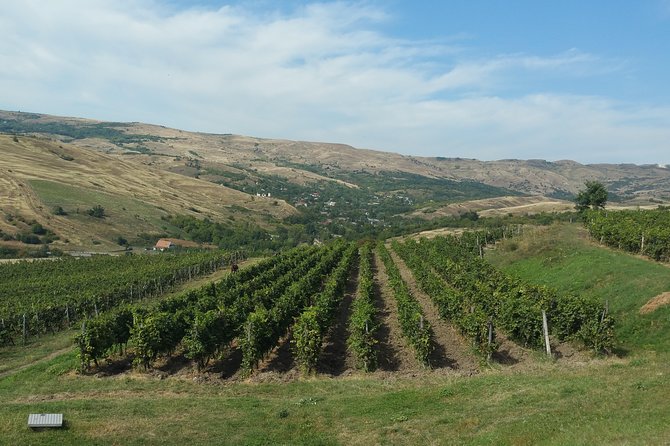 Vineyards and Wine Tasting Experience - Reviews