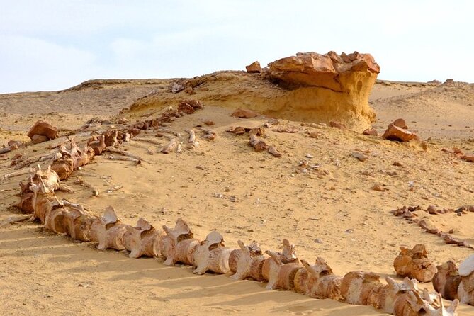 Wadi Al-Hitan Private Valley of the Whales Day Tour From Cairo