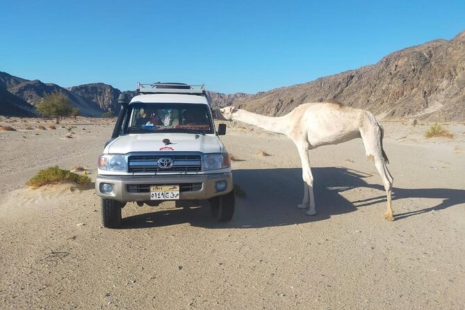 Wadi El Gemal Desert Day Tour From Marsa - Transfer Options