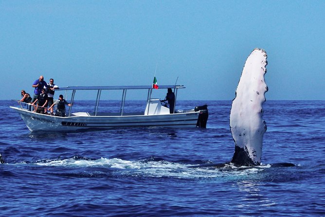 Whale Watching Boat Tour From Ahungalla - Cancellation Policy