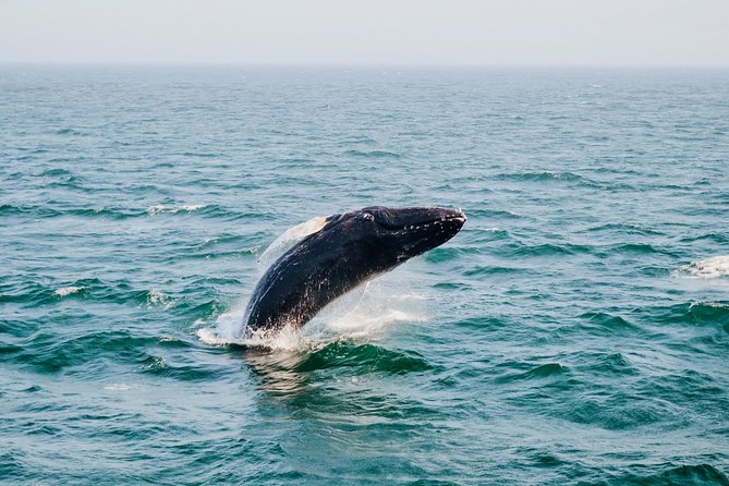 Whale Watching Boat Tour From Galle - The Sum Up