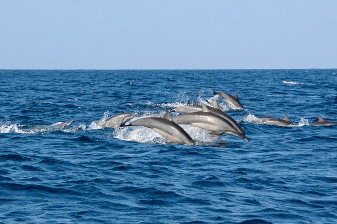 Whale Watching Shared Boat Tour From Bentota - Cancellation Policy Details