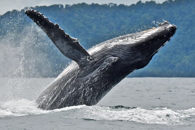 Whale Watching Tour and Visit to Isla De La Plata - Additional Information