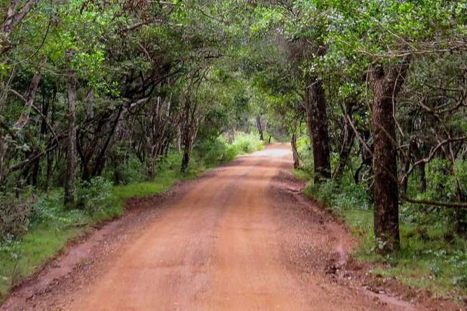 Wild Adventures Safari in Wilpattu - Tips for a Successful Safari Trip