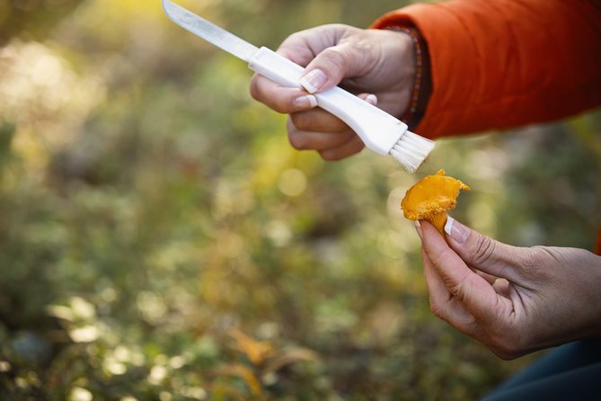 Wildfood From the Forest - Harvesting Berries and Mushrooms