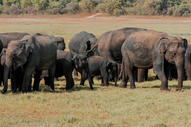Wildlife and World Heritage Tour From Galle (2 Days) - Transportation Logistics