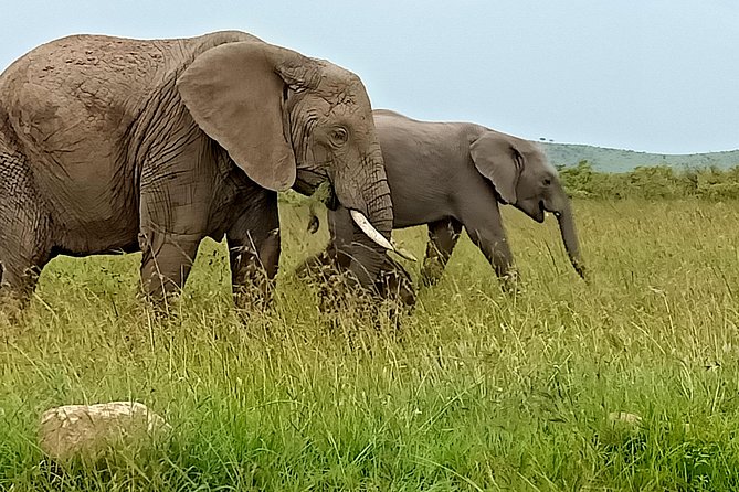 Wildlife Safari & Conservation Projects - Additional Costs to Consider