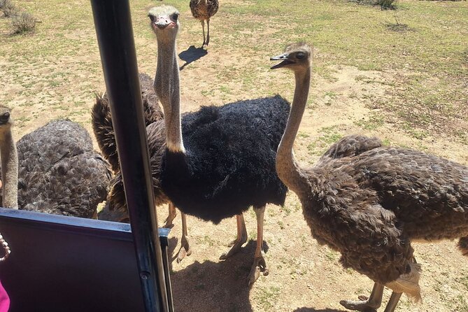Wildlife Safari in Aquila Game Reserve, Cape Town - Booking Your Safari Experience
