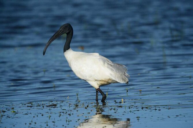 Wildlife Tour Covering Birds, Mammals and Whales (21 Days) - Wildlife Sightings