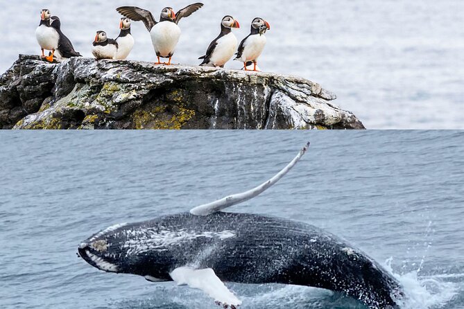 Wildlife Whale Watching and Puffin Tour in Reykjavik - Pricing and Reservation Details