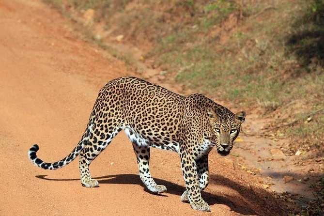 Wilpattu National Park Ticket With Jeep Safari & Transfers - What To Expect