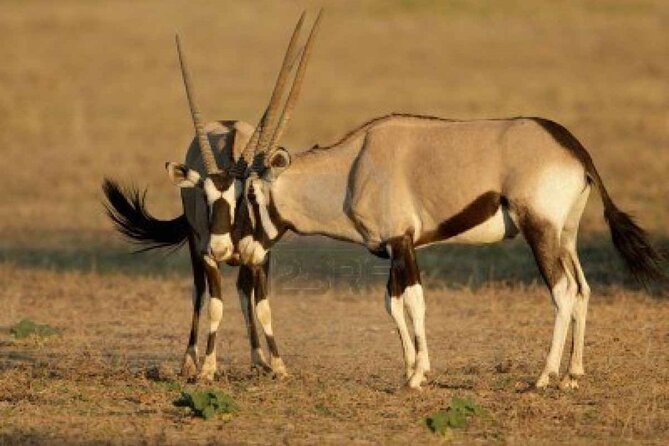 Windhoek, Etosha, Swakopmund & Sossusvlei Adventure (Self-drive)