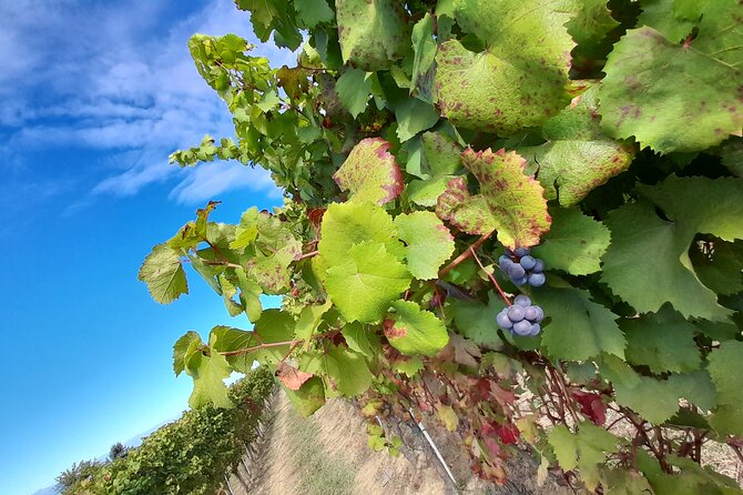 Wine and Typical Product Tasting Tour - Local Delicacies