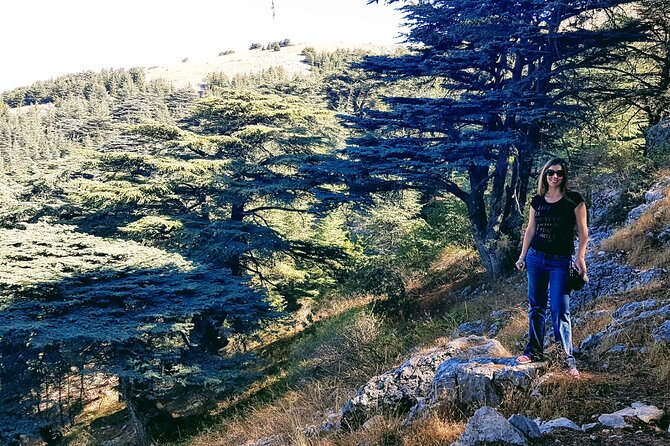 Wine Tasting and Hiking in the Cedars Forest - Itinerary Highlights
