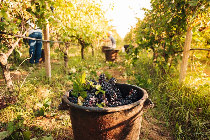 Wine Tasting in Valle Ditria Luxury - Meeting Point Information