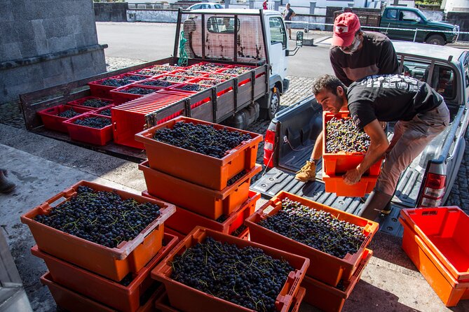 Wine Tour in Pico Half Day - Golden Wine Age