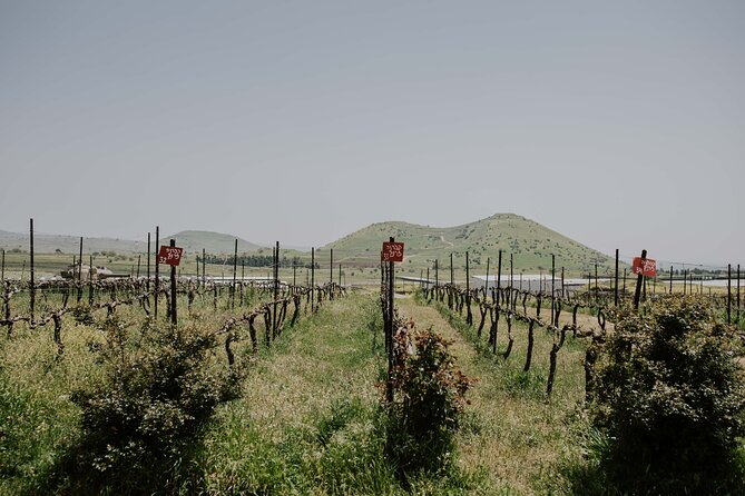 Wineries Tour In The Golan Heights With A Local Sommelier - Tasting Experience