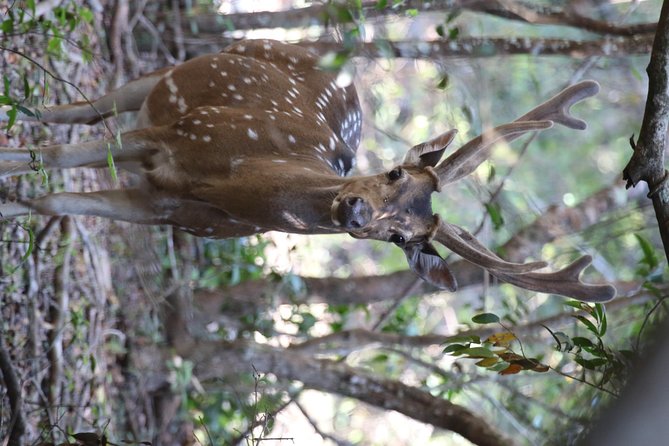 Witness the Beauty of South Asian Wildlife for the Budget Price - The Sum Up