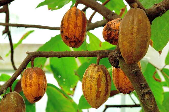 Xunantunich Mayan Ruins CACAO FARM AND TRADITIONAL CHOCOLATE MAKING Tour - Health and Safety Guidelines