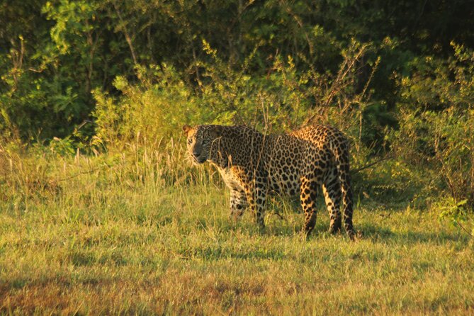 Yala Block 5 (Weheragala) Safari PRIVATE TOURS