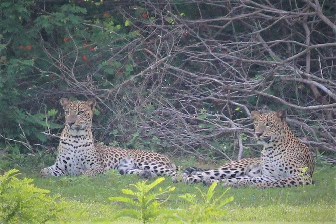 Yala National Park Jeep Safari - One Day Trip - Wildlife Spotting Tips