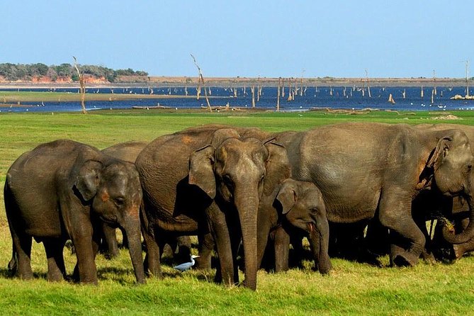 Yala National Park Jeep Safari With an Expert Of Wildlife - Accessibility and Special Services