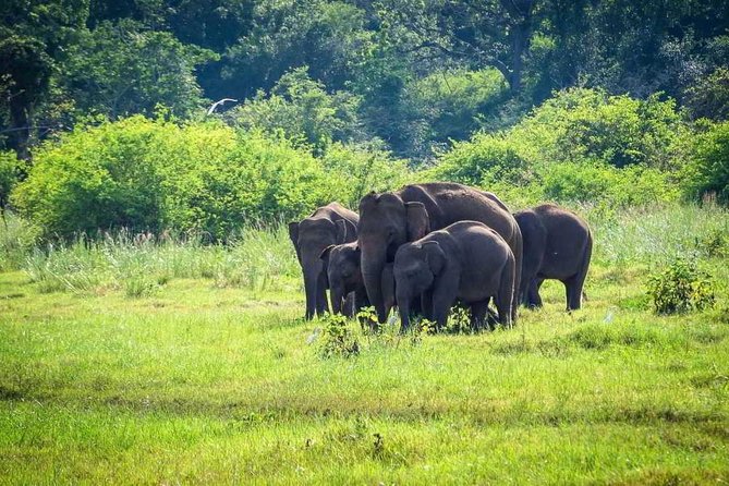 Yala National Park Safari From Ella