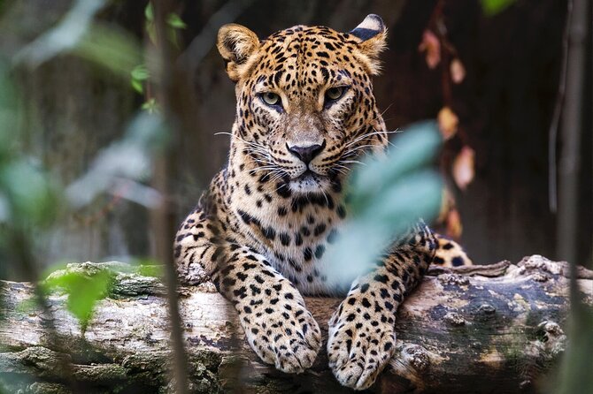 Yala National Park Safari |From Hambantota Port (Shore Excursion) - Pickup and Logistics