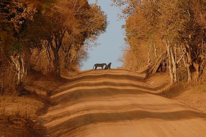 Yala National Park Safari From Hikkaduwa - Frequently Asked Questions
