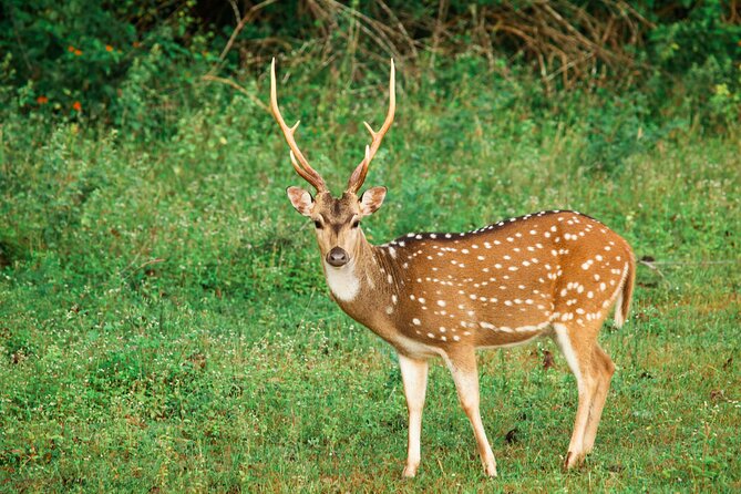 Yala National Park Safari From Tangalle - Meeting Point and Pickup Information