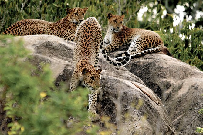 Yala National Park Safari - Pickup and Drop-off Details