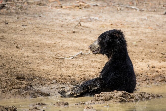Yala Safari With Jeep, Sri Lanka - Booking Information and Options