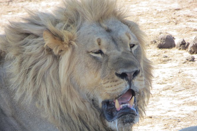 Zambezi National Park Big 5 Game Drives - Witness Majestic Elephants
