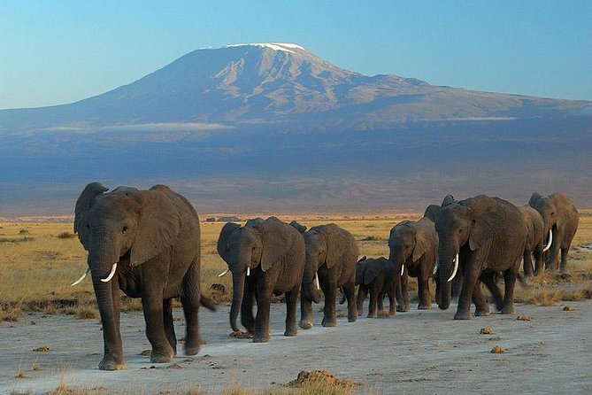 4 Day Amboseli National Park Luxury Safari - Good To Know