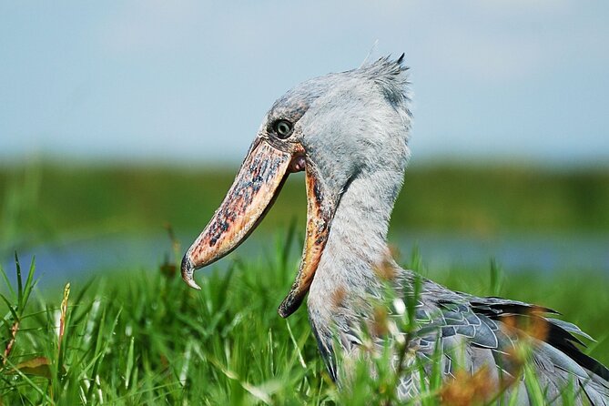 4-Day Birding in Murchison Falls National Park - Good To Know