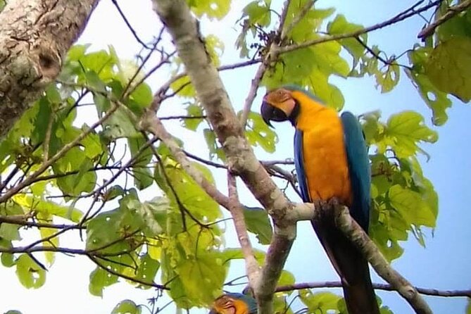4-Day Manu Jungle Tour With Adventure and Adrenaline - Good To Know
