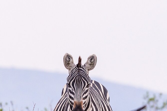 4 Day Safari in Maasai Mara and Lake Nakuru National Park - Good To Know