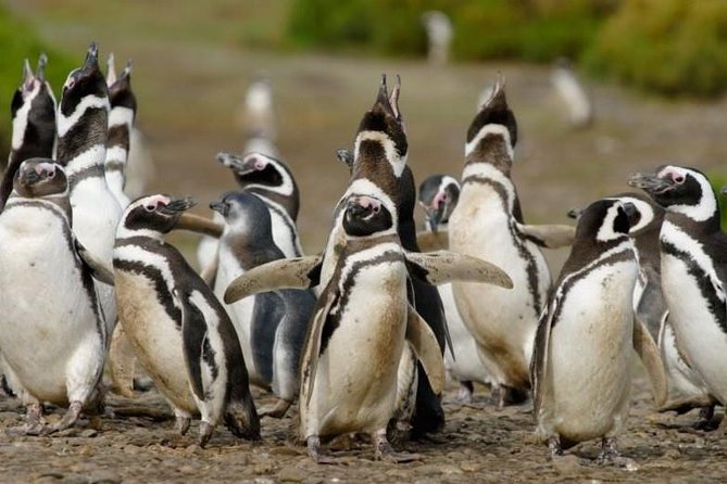 4-Day Tour to Puerto Madryn by Air From Buenos Aires - Accommodation Details