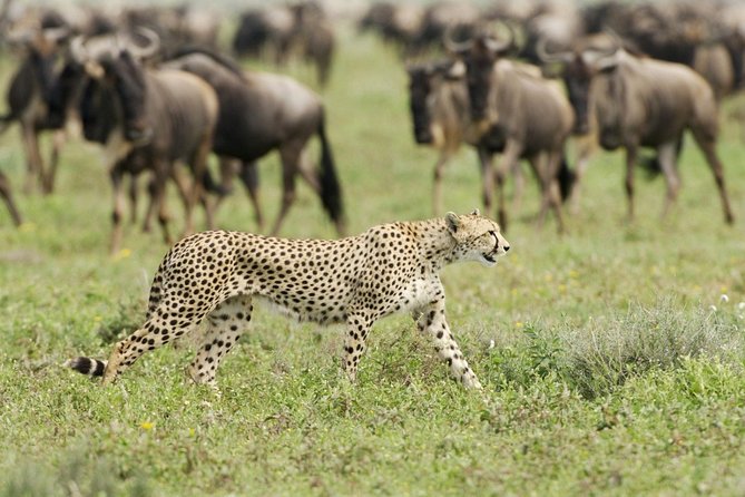 4 Day Wildebeest Migration Budget Camping Safaris - Good To Know