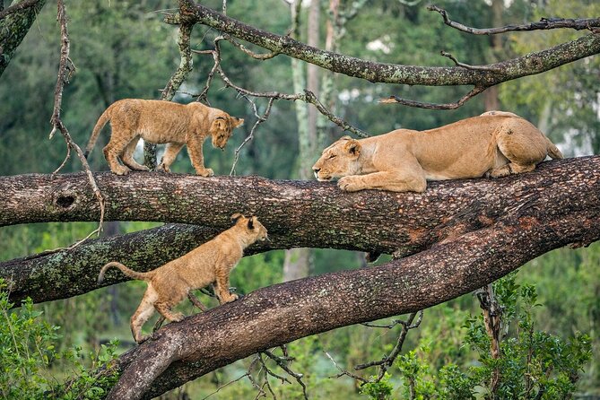 4 Days 3 Night Luxury Safari to Tarangire,Ngorongoro,Lake Manyara - Good To Know