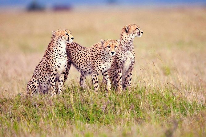 4 Days / 3 Night Safari to Ngorongoro / Serengeti - Good To Know