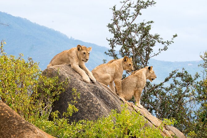4 Days 3 Nights Masai Mara Standard Safari - Good To Know