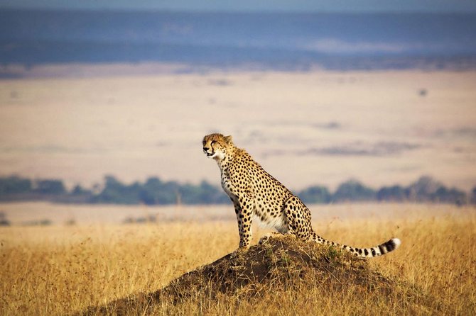 4 Days 3 Nights Serengeti National Park Tanzania Safari - Good To Know